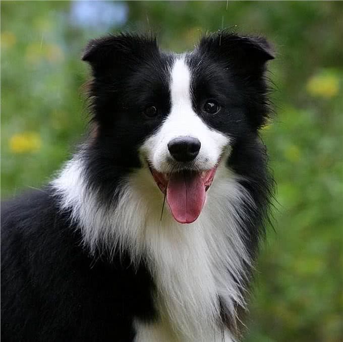 边境牧羊犬方方面面的知识