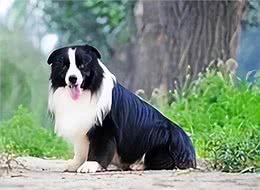 边境牧羊犬方方面面的知识