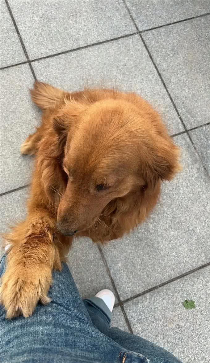 狗狗犯错求男主人救场，哄妻秘籍大公开?
