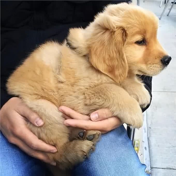狗狗易患的这几种疾病，一定要重视起来
