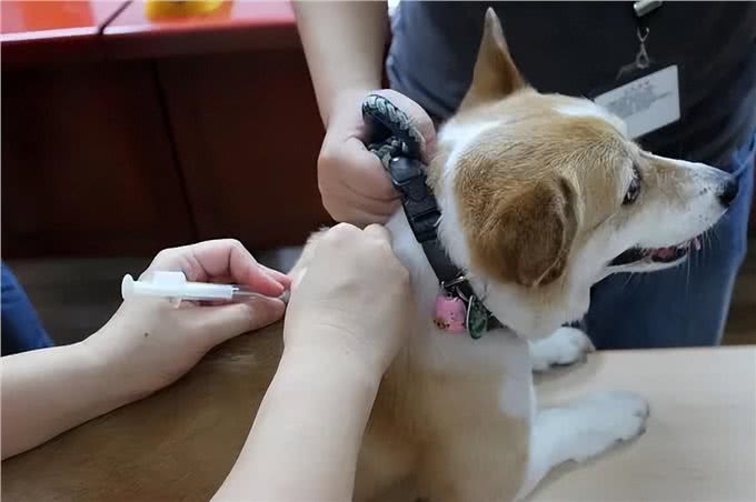 狗狗易患的这几种疾病，一定要重视起来