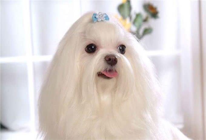 马耳他犬的交流管理如何规划?这些训练要了解，快实践起来