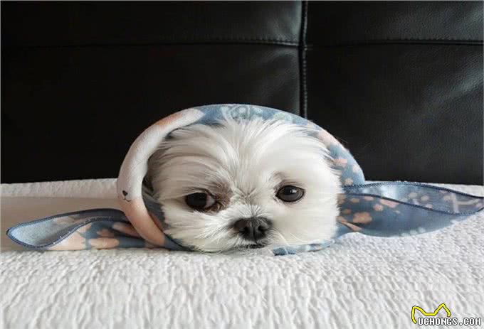 马耳他犬的交流管理如何规划?这些训练要了解，快实践起来