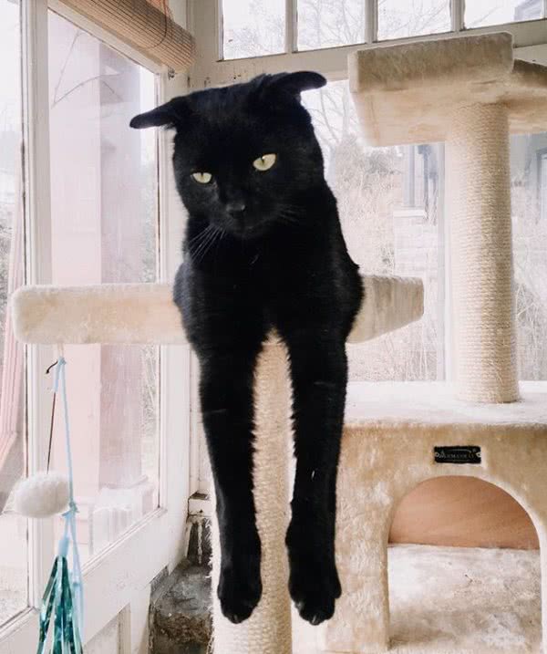 猫咪先天耳朵残疾,因为耳朵而被同类嫌弃,成为边缘猫