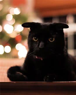 猫咪先天耳朵残疾，因为耳朵而被同类嫌弃，成为边缘猫