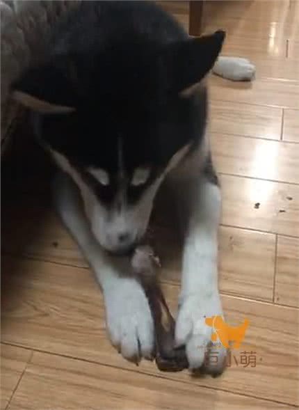「巨小萌训犬」安徽合肥5个月哈士奇水星护食攻击训练案例