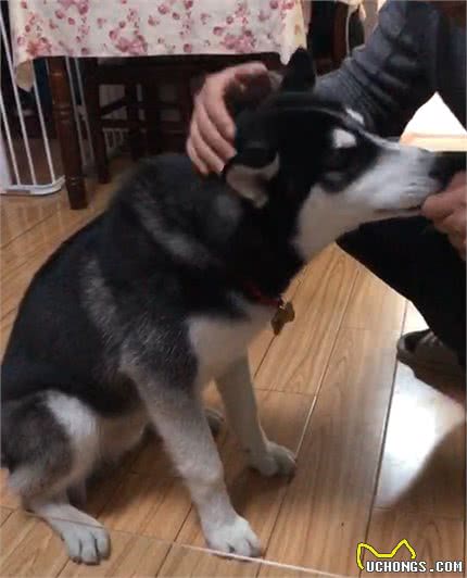 「巨小萌训犬」安徽合肥5个月哈士奇水星护食攻击训练案例