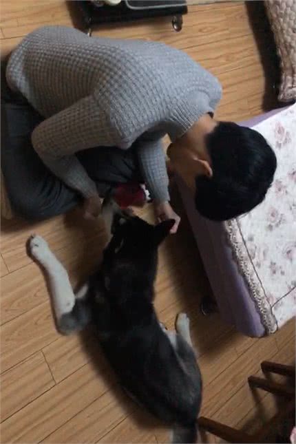 「巨小萌训犬」安徽合肥5个月哈士奇水星护食攻击训练案例