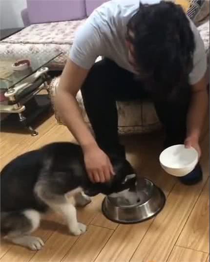「巨小萌训犬」安徽合肥5个月哈士奇水星护食攻击训练案例