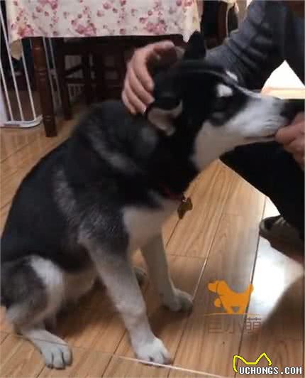 「巨小萌训犬」安徽合肥5个月哈士奇水星护食攻击训练案例