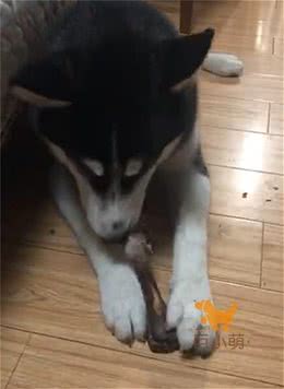 「巨小萌训犬」安徽合肥5个月哈士奇水星护食攻击训练案例