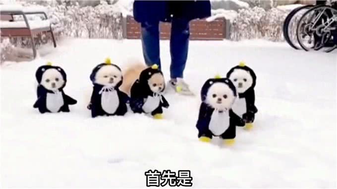 2分钟带你了解狗狗的一生