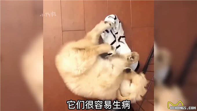 2分钟带你了解狗狗的一生