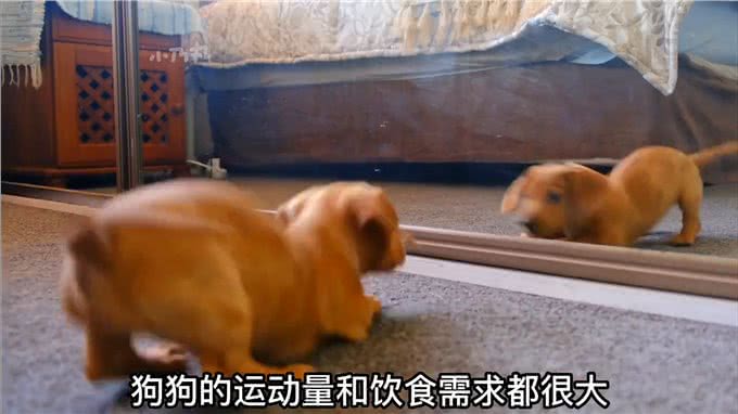 2分钟带你了解狗狗的一生