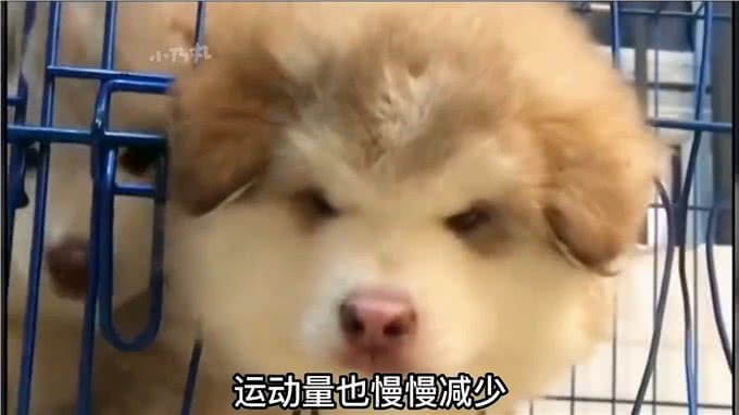 2分钟带你了解狗狗的一生