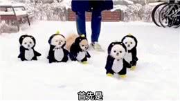 2分钟带你了解狗狗的一生