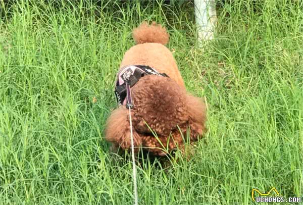 为什么泰迪会吃草，难道是异食癖?原来是这些原因