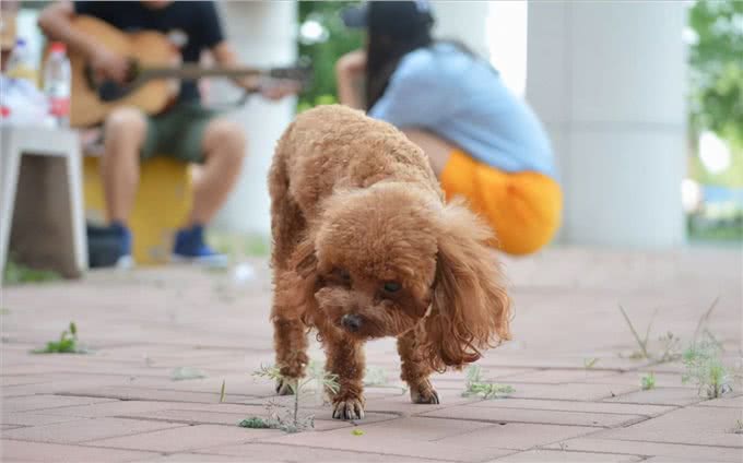 为什么泰迪会吃草，难道是异食癖?原来是这些原因