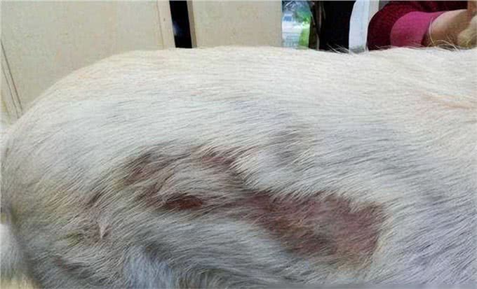 狗狗掉毛严重怎么办?不要慌,可能是以下这5种原因导致的