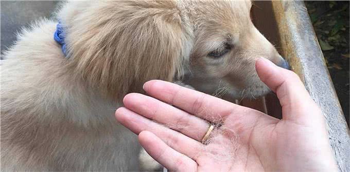 狗狗掉毛严重怎么办?不要慌,可能是以下这5种原因导致的