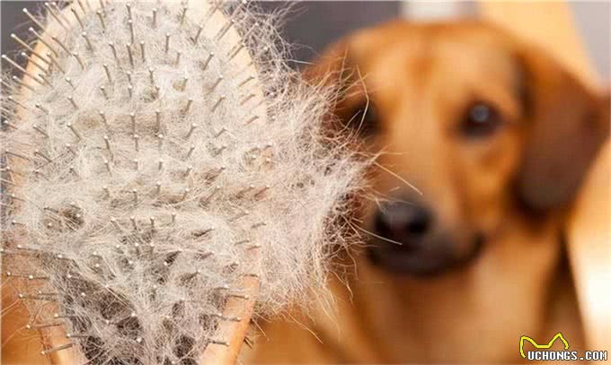 狗狗掉毛严重怎么办?不要慌,可能是以下这5种原因导致的