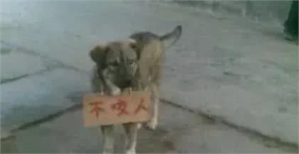 子非狗,安知狗不咬人?