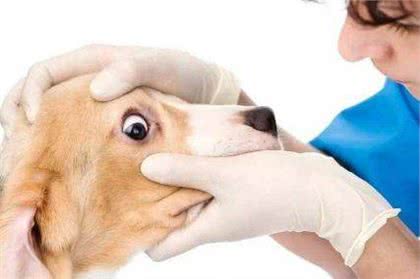 狗狗眼屎多怎么办?千万别大意!