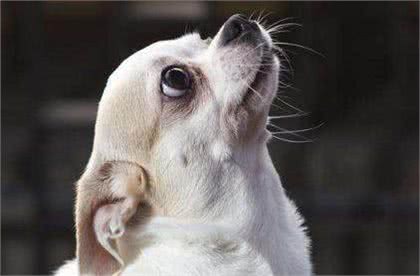 狗狗眼屎多怎么办?千万别大意!