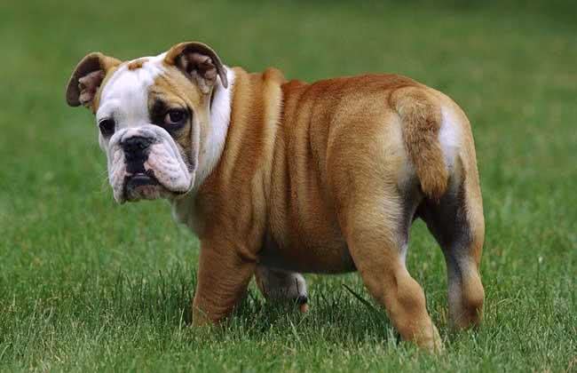 英国吉祥物—斗牛犬