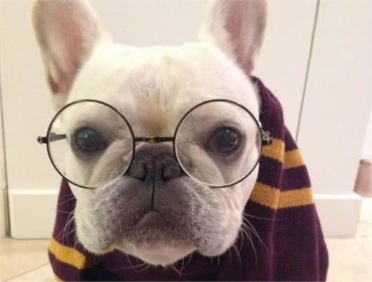 英国吉祥物—斗牛犬