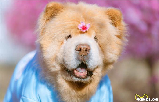 少人养松狮犬的原因,我找到了!