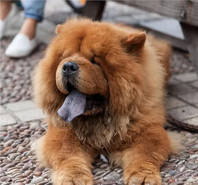 少人养松狮犬的原因,我找到了!