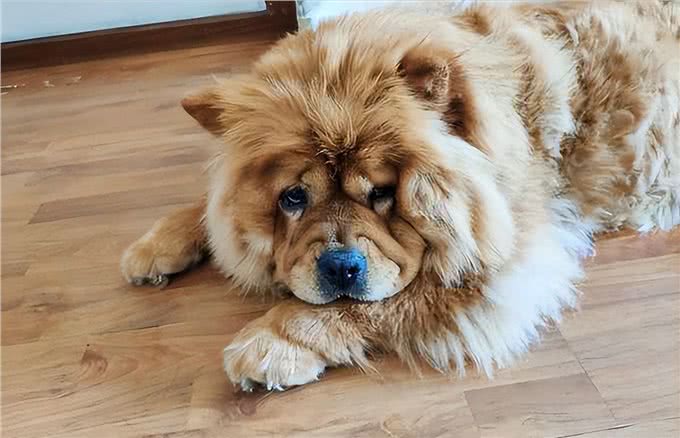 少人养松狮犬的原因,我找到了!