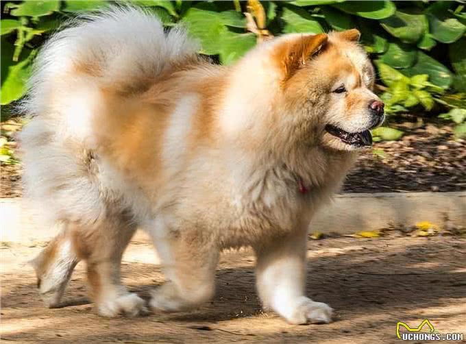 少人养松狮犬的原因,我找到了!