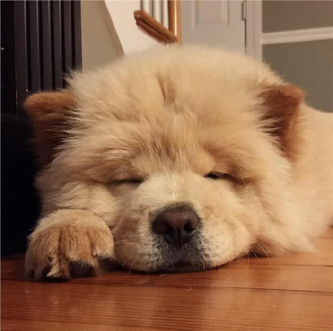 少人养松狮犬的原因,我找到了!
