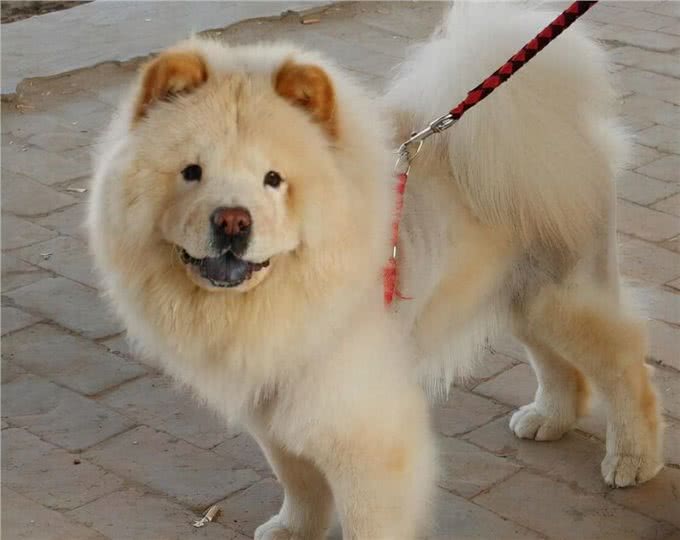 少人养松狮犬的原因,我找到了!