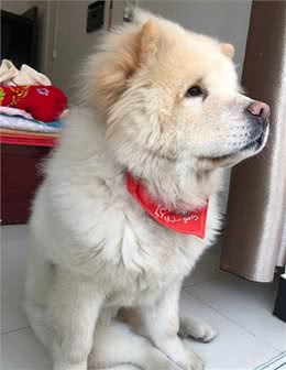 少人养松狮犬的原因，我找到了!