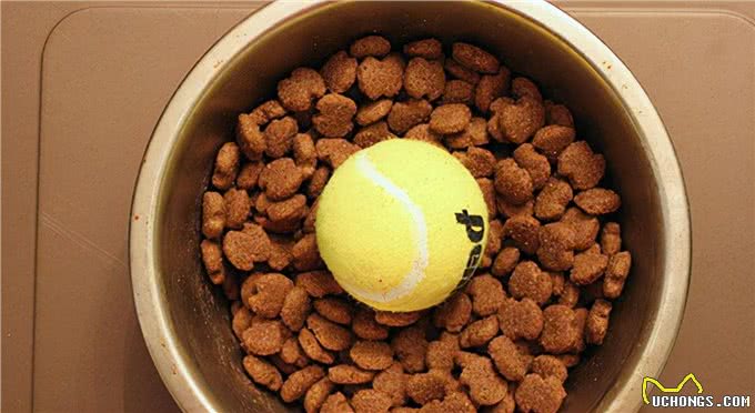 狗狗干饭太急容易出问题,5个方法让它慢下来