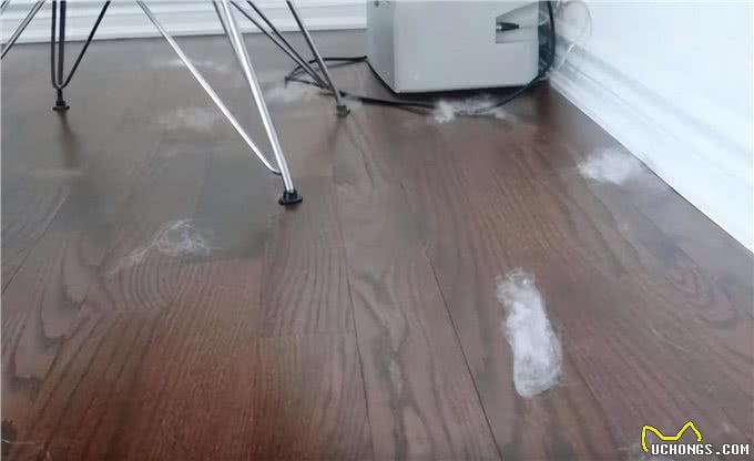 养狗后家里全是毛,脏乱差!如何做一个爱干净又不用勤快的懒人?