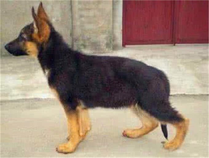 如何买到一只真正适合训练的德国牧羊犬