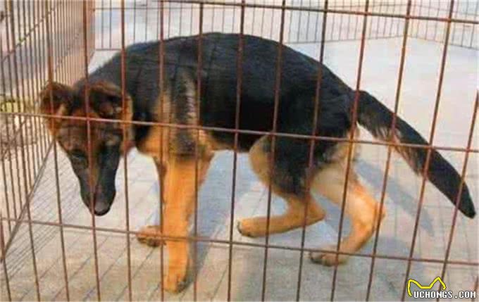 如何买到一只真正适合训练的德国牧羊犬