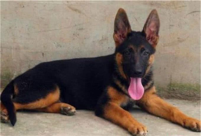 如何买到一只真正适合训练的德国牧羊犬