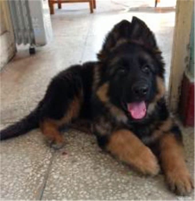 如何买到一只真正适合训练的德国牧羊犬