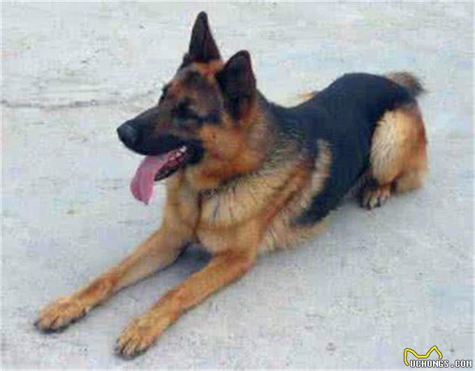 如何买到一只真正适合训练的德国牧羊犬