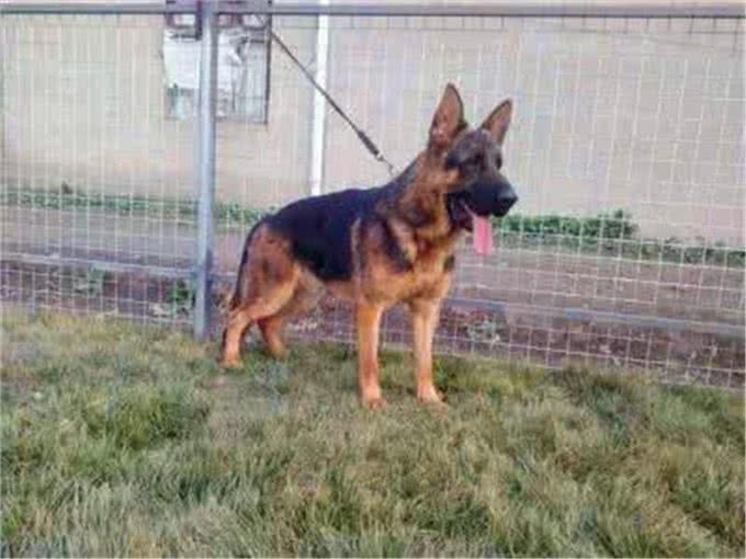 如何买到一只真正适合训练的德国牧羊犬