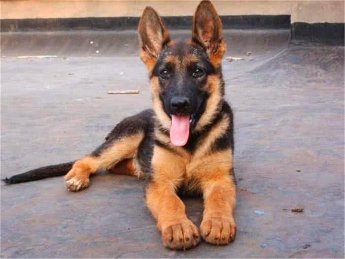 如何买到一只真正适合训练的德国牧羊犬