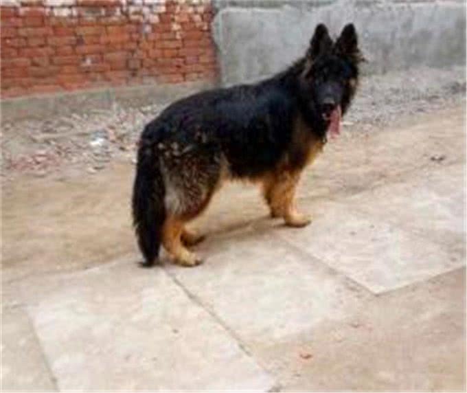 如何买到一只真正适合训练的德国牧羊犬