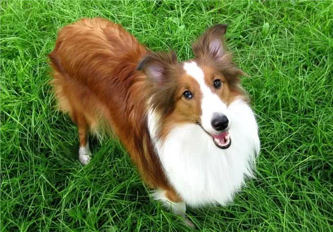 告诉你一个秘密:养狗,最好养喜乐蒂犬