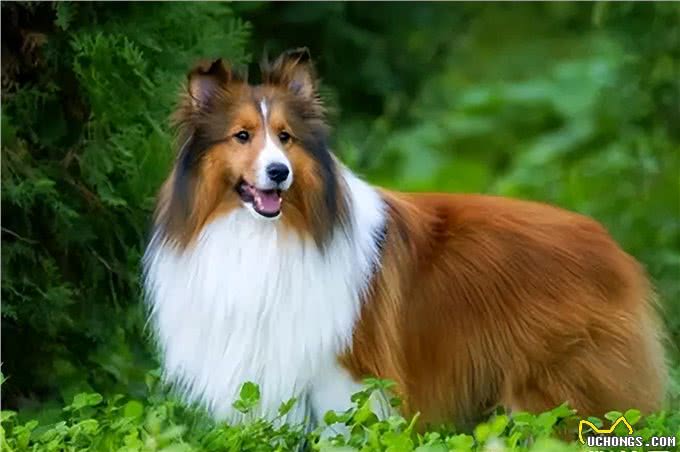 告诉你一个秘密:养狗,最好养喜乐蒂犬