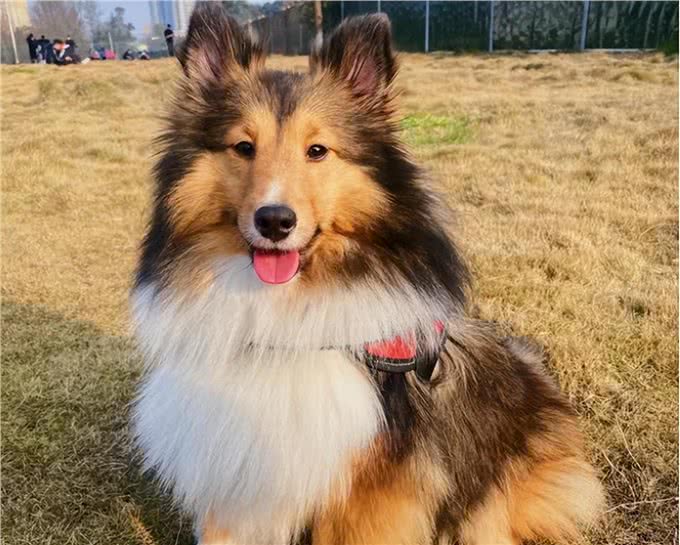 告诉你一个秘密:养狗,最好养喜乐蒂犬